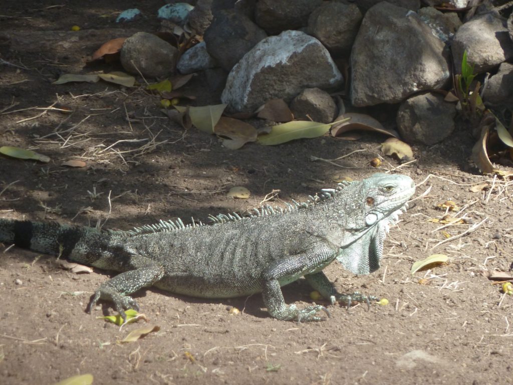 Une iguane